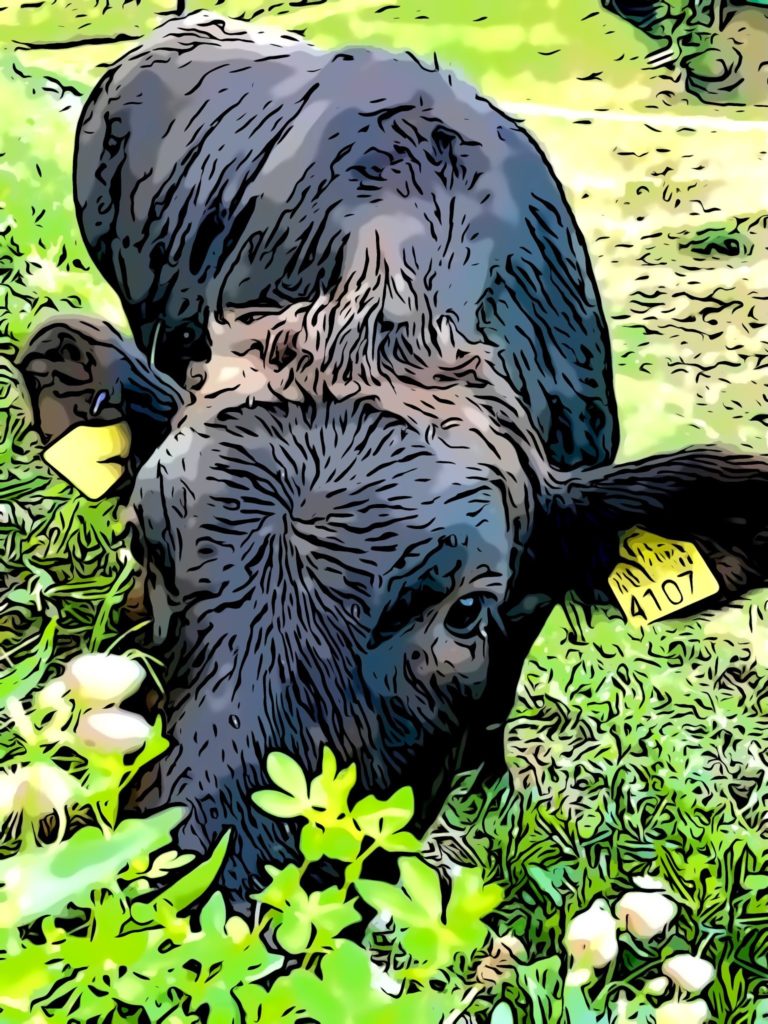 Bio-Kalb im Hotel des alpes Fiesch Bio-Kalb aus Fiesch